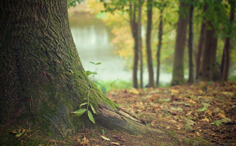 Przepiękny i {zadbany zieleniec to nie lada wyzwanie, zwłaszcza jak jego pielęgnacją zajmujemy się sami.